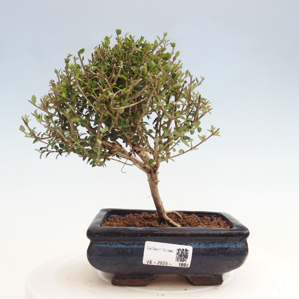 Vonkajší bonsai-Lonicera nitída Twiggy-Zimolez