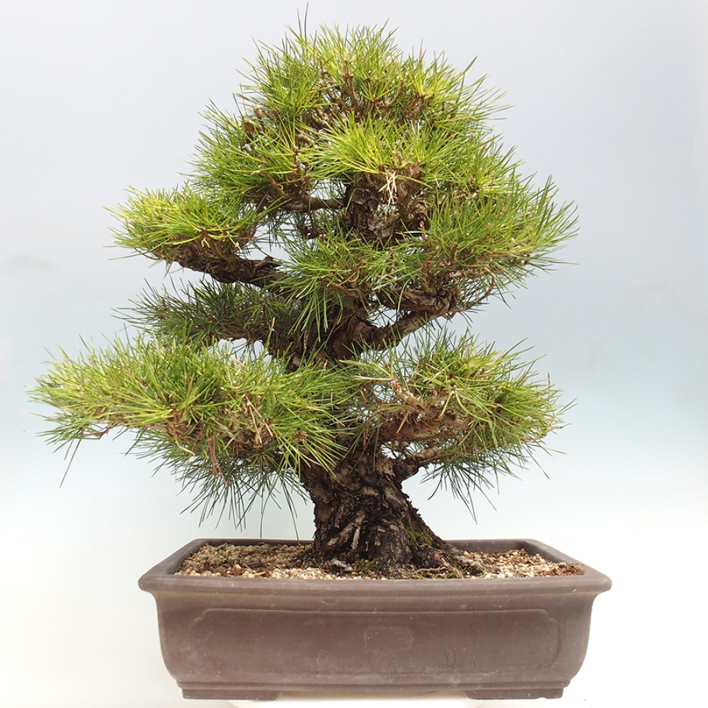 Vonkajšie bonsaje - Pinus thunbergii - borovica Thunbergova