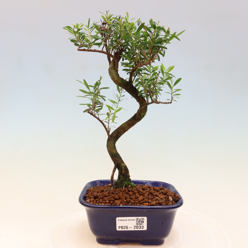 Izbové bonsaje - Syzygium - Pimento