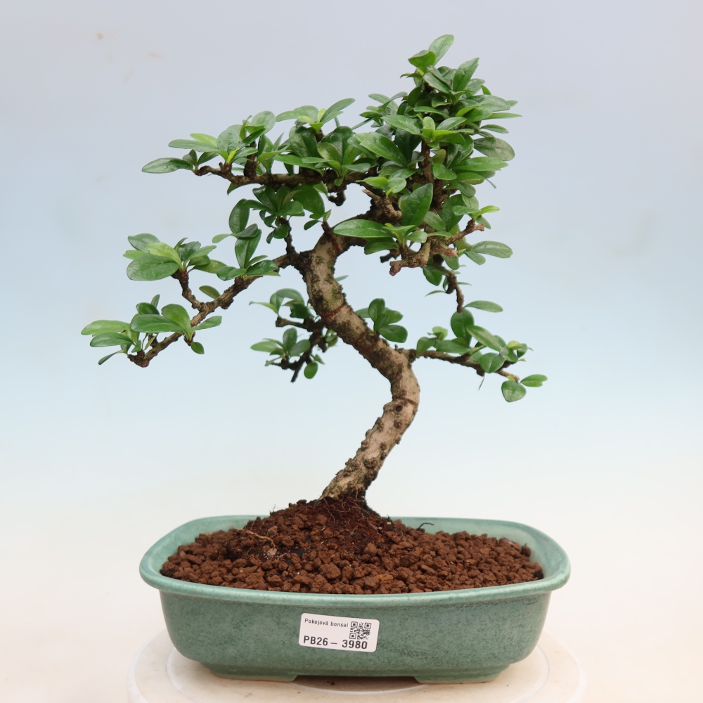 Izbové bonsaje - Carmona macrophylla - Tea fuki