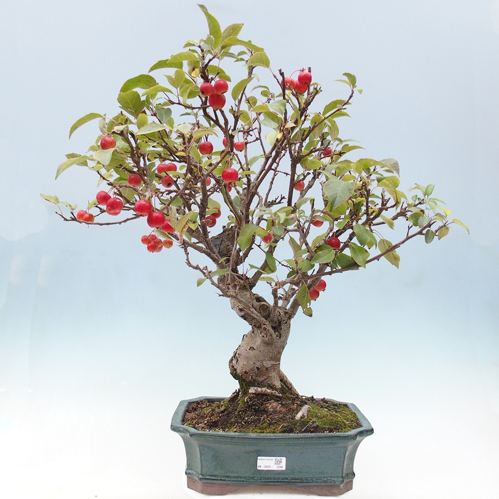 Vonkajší bonsai -Malus halliana - Maloplodá jabloň