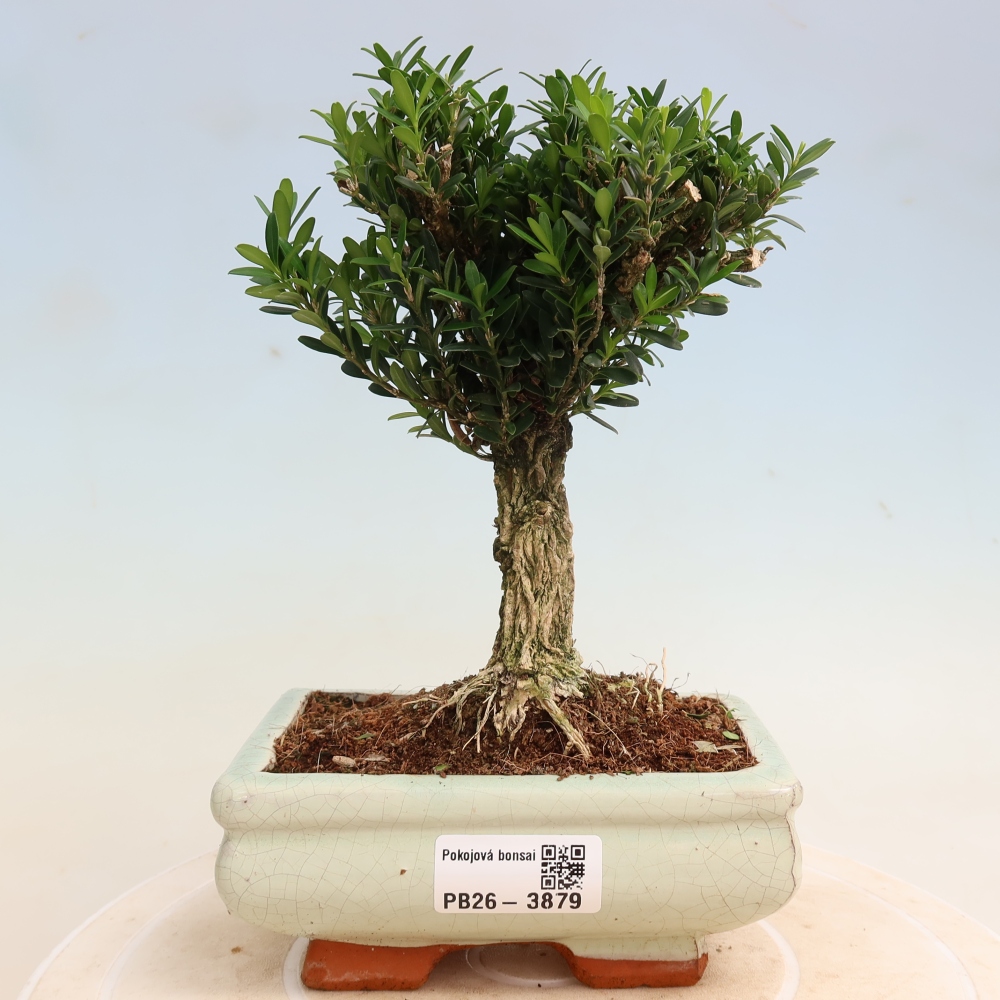 Izbové bonsaje - Buxus harlandii - korkový buxus