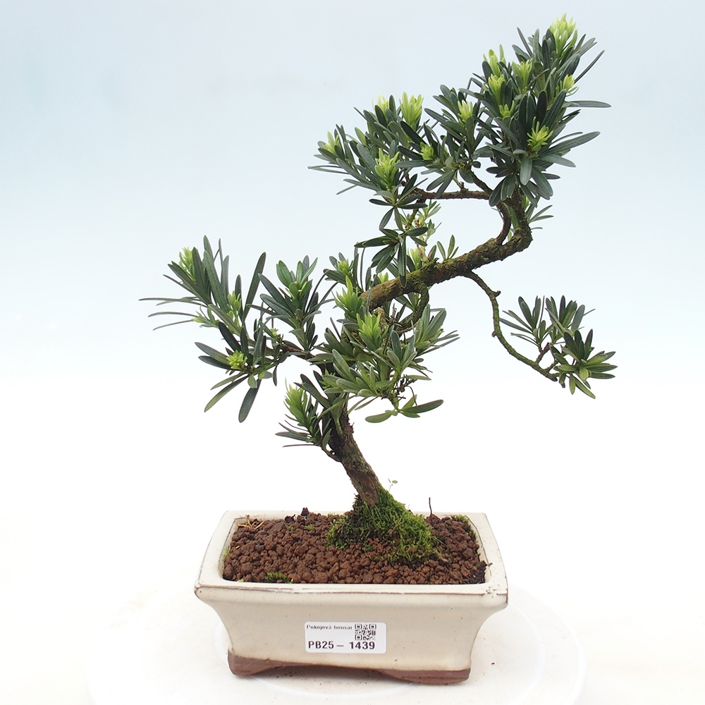 Izbová bonsai - Podocarpus - Kamenný tis