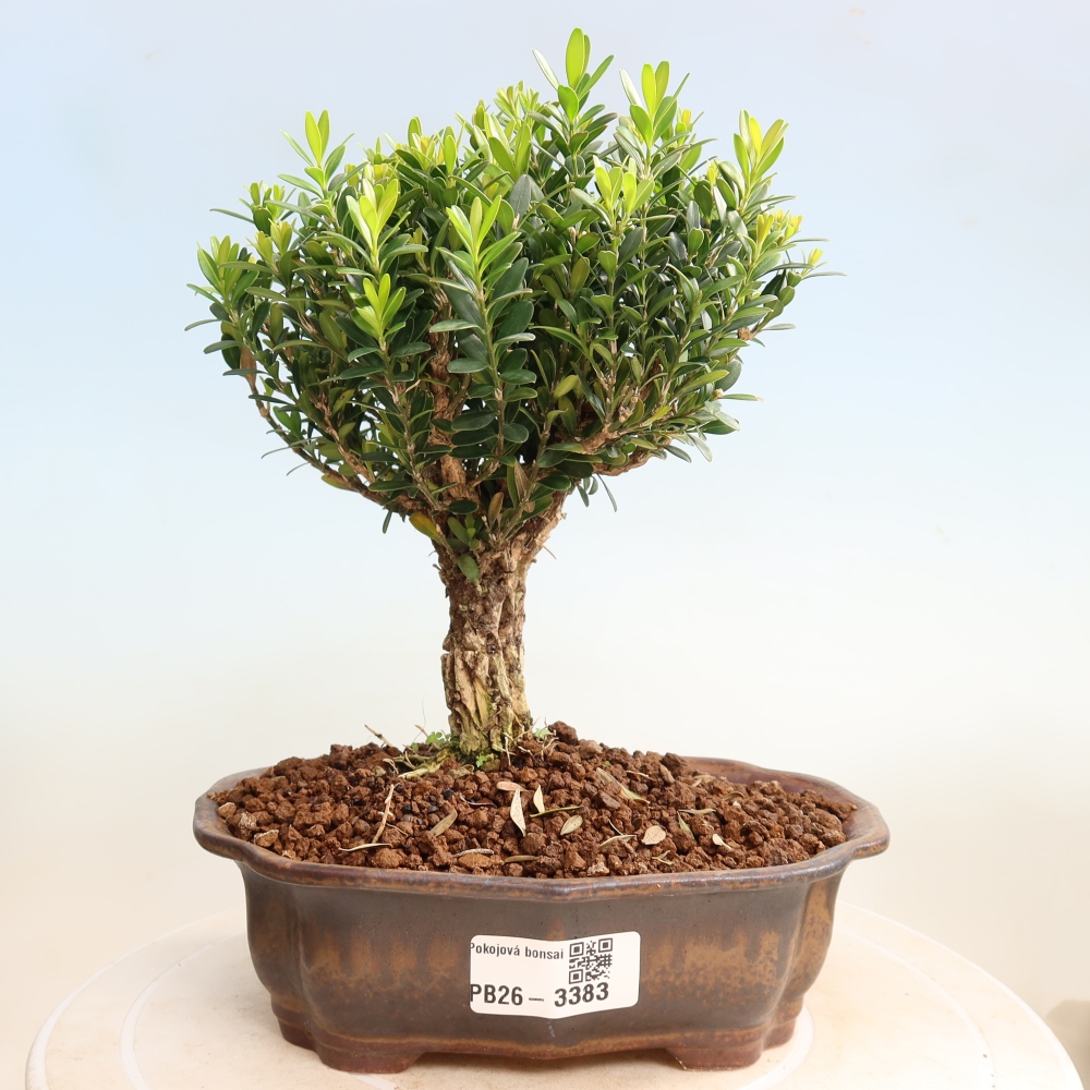 Izbové bonsaje - Buxus harlandii - korkový buxus