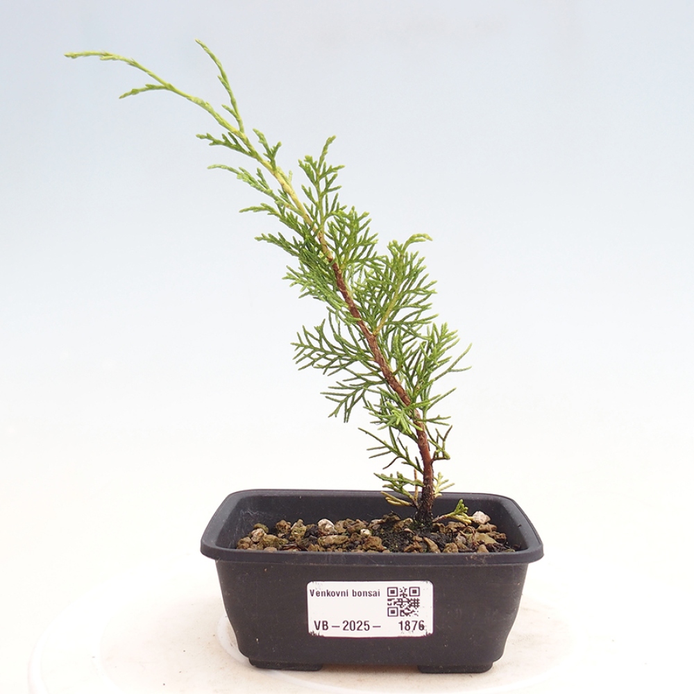 Vonkajší bonsai - Juniperus chinensis Itoigawa -Jalovec čínsky