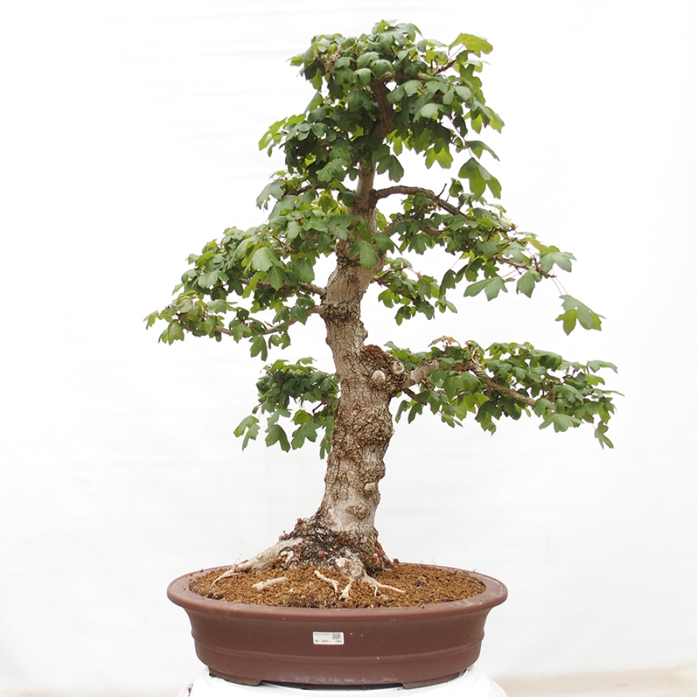 Vonkajší bonsai -Javor babyka - Acer campestre
