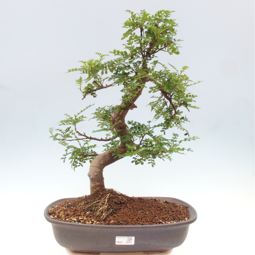 Izbová bonsai - Zantoxylum piperitum - korenistý