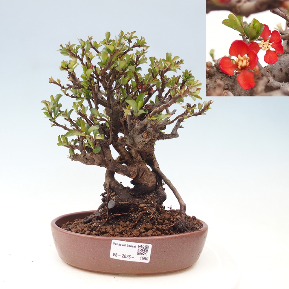Vonkajšie bonsaje - Chaneomeles speciosa - Kdoule