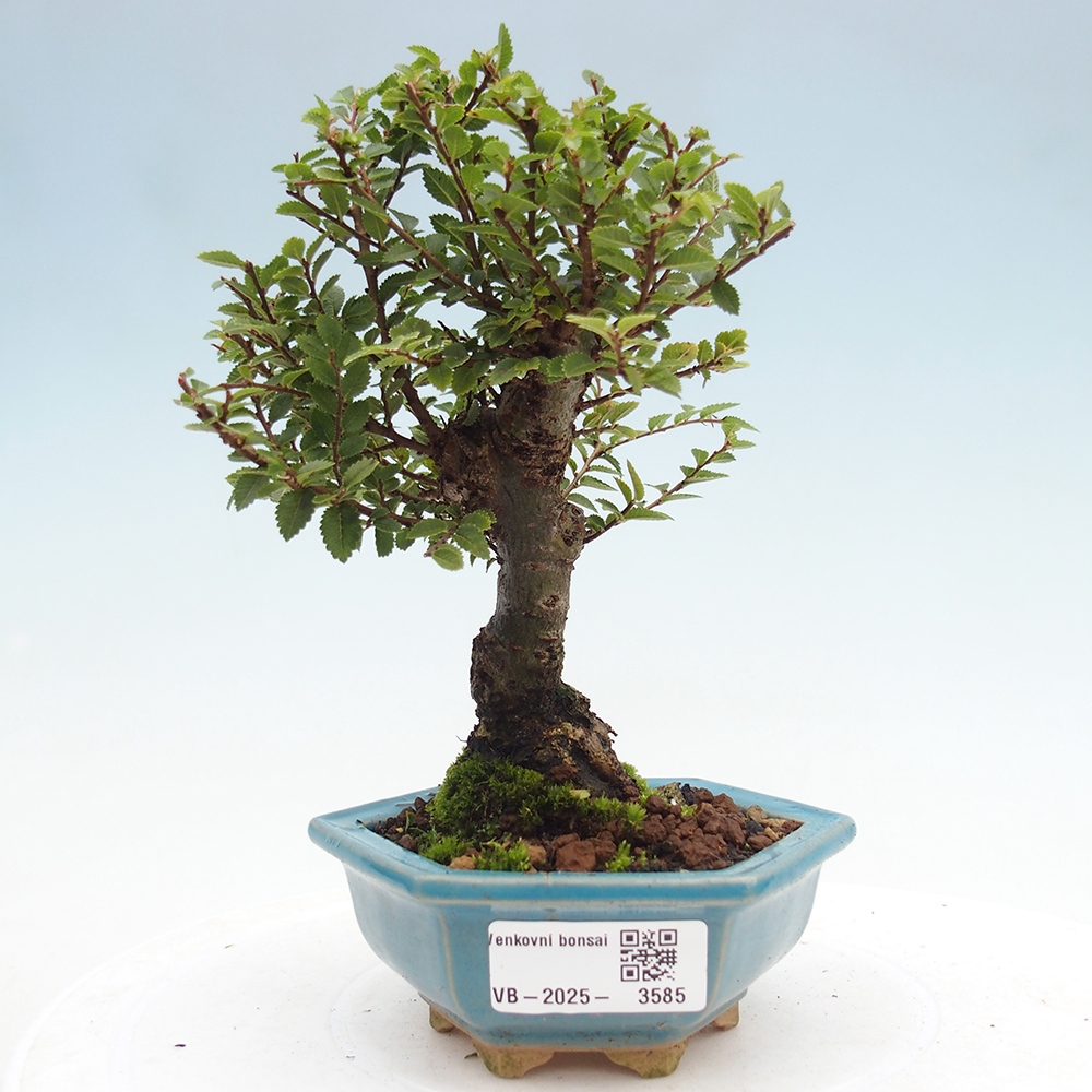 Vonkajší bonsai - Ulmus parvifolia Hokkaido - brest Čínsky