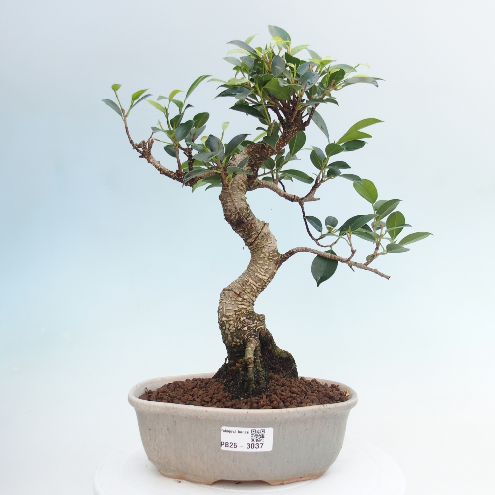 Izbová bonsai - Ficus retusa - malolistá fikus