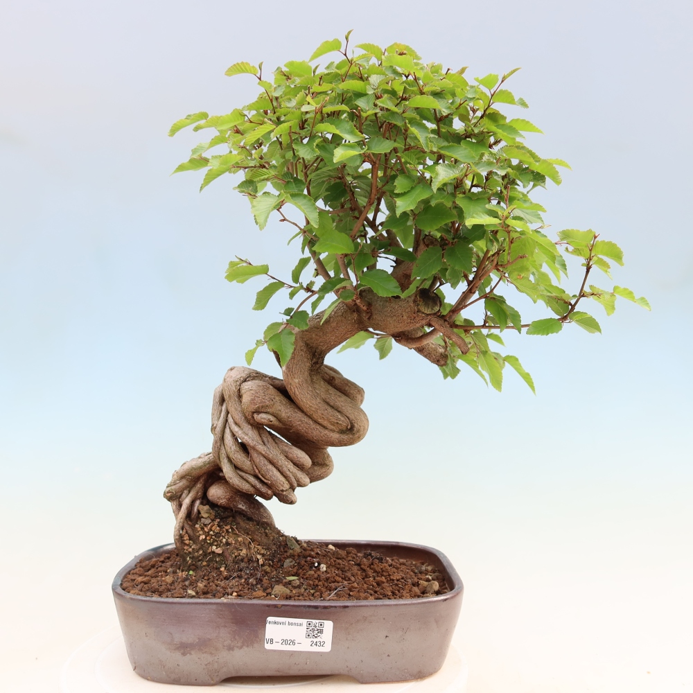 Vonkajší bonsaj -Carpinus coreana - Hrab kórejský