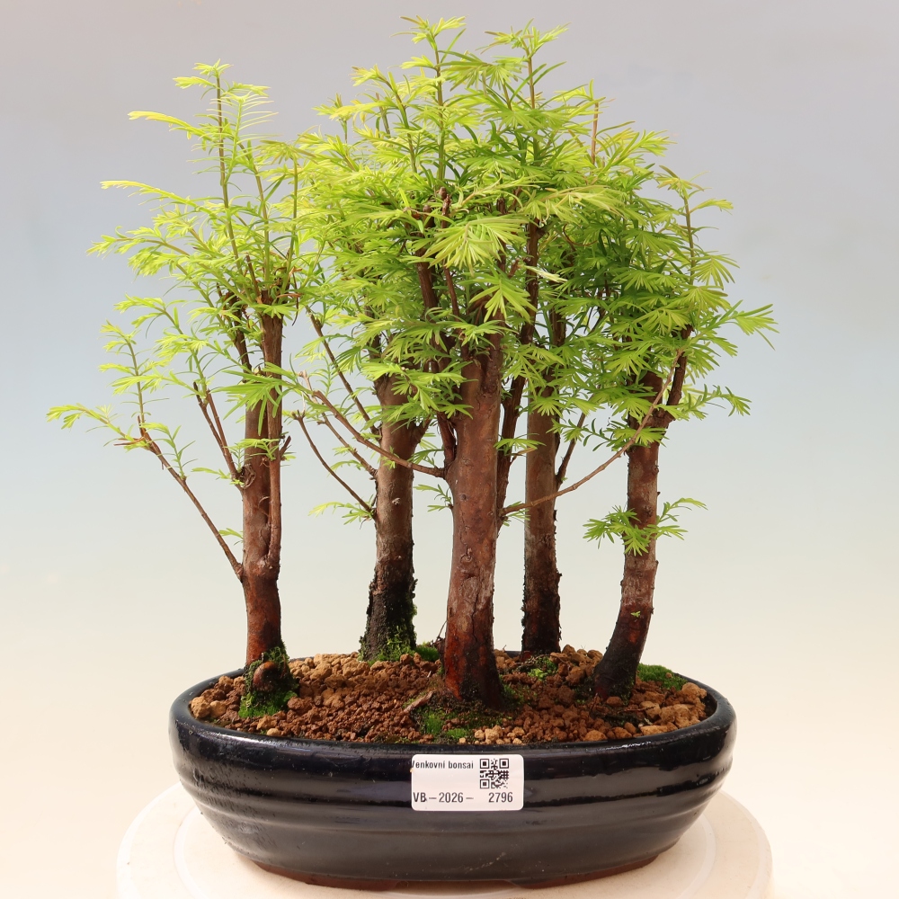 Vonkajší bonsai – Metasequoia glyptostroboides – čínska metasekvoja – hájik