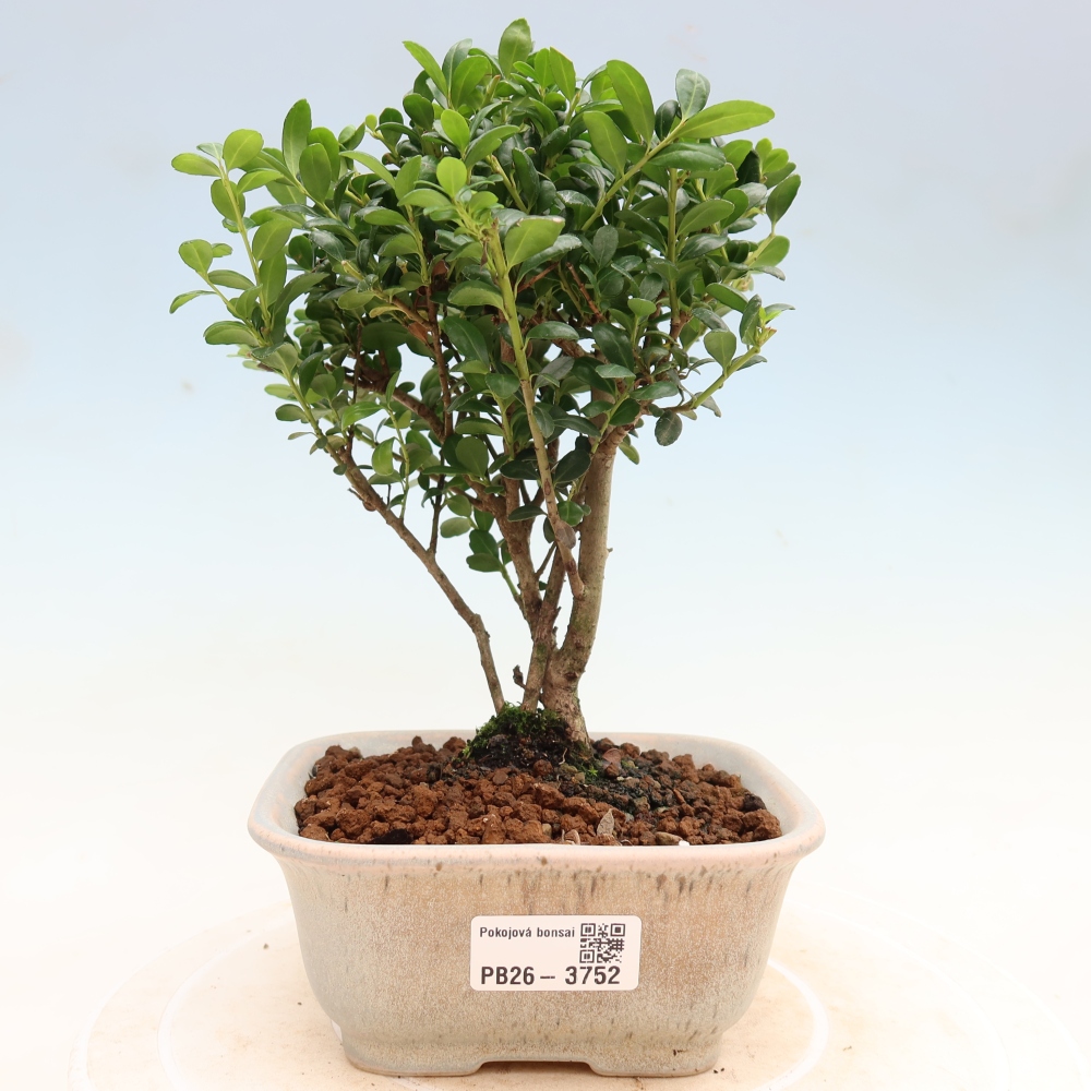 Izbový bonsaj - Ilex crenata - Cesmína