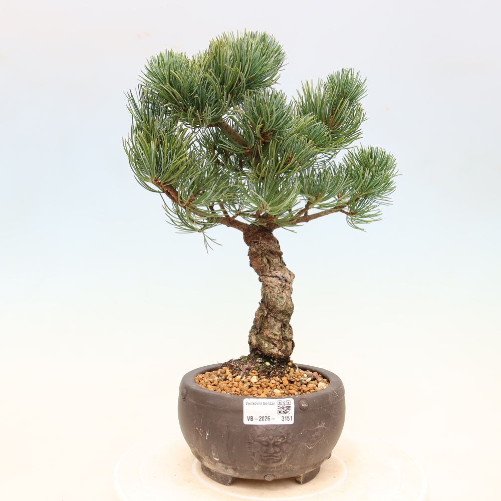 Vonkajšie bonsaje - Pinus parviflora - Pinus parviflora