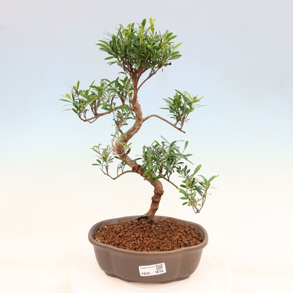 Izbové bonsaje - Syzygium - Pimento