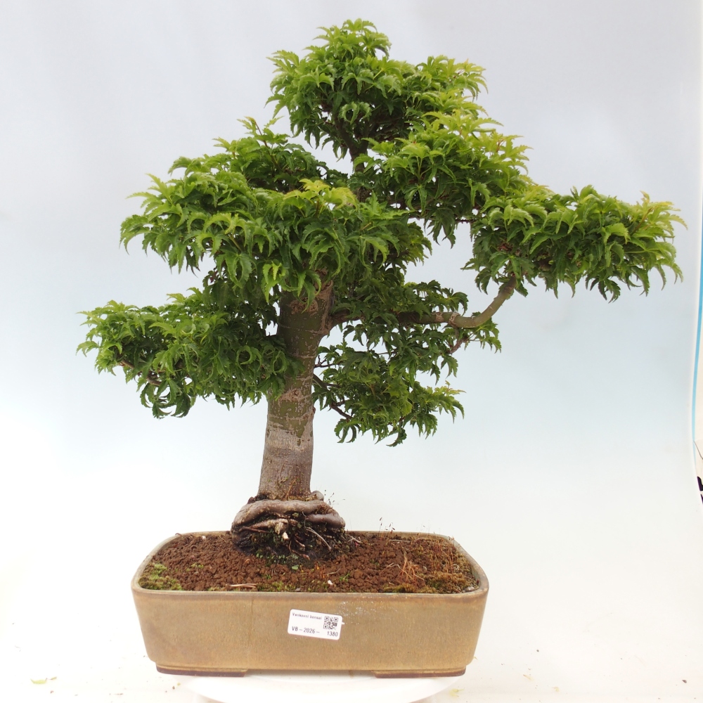 Vonkajšia bonsaj -Javorská palma Acer palmatum Shishigashira