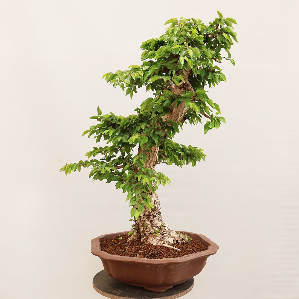Vonkajší bonsai -Carpinus Coreana - Hrab kórejský