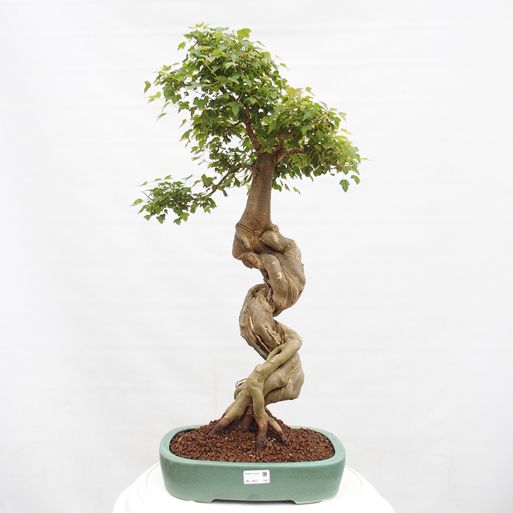 Vonkajšie bonsai - Javor Buergerianum - Javor Burgerův
