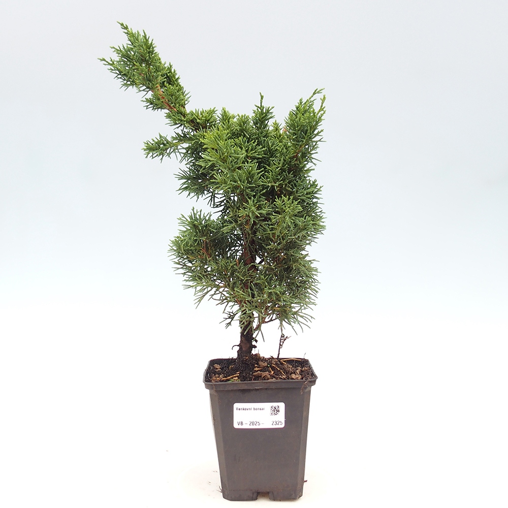 Vonkajšie bonsai - Juniperus chinensis Kishu -Jalovec čínsky