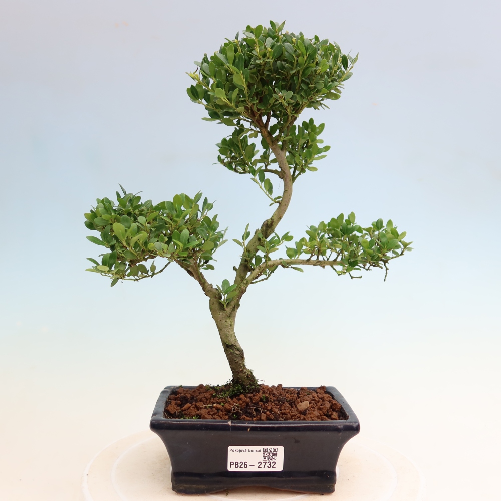 Izbový bonsaj - Ilex crenata - Cesmína