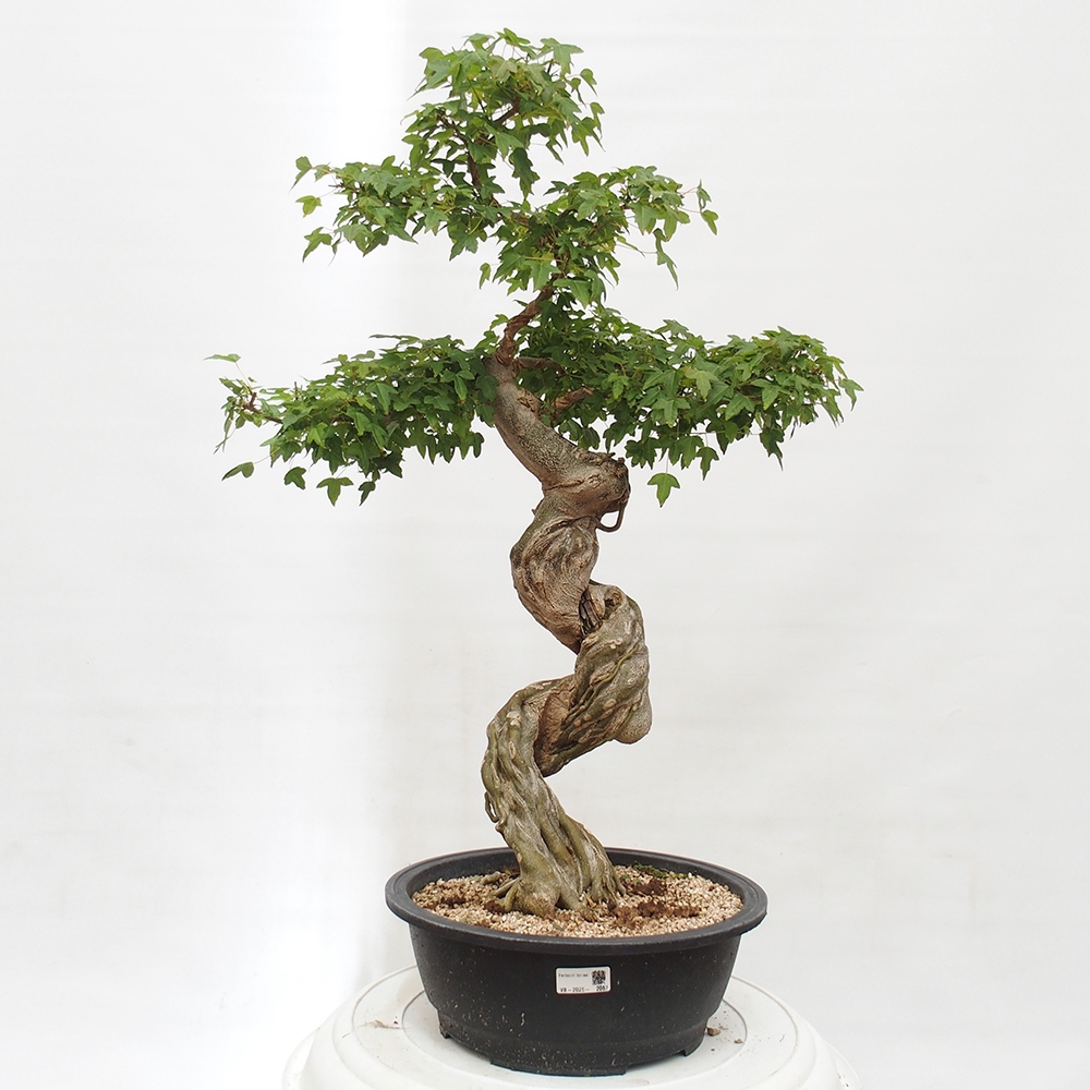 Vonkajšie bonsai - Javor Buergerianum - Javor Burgerův