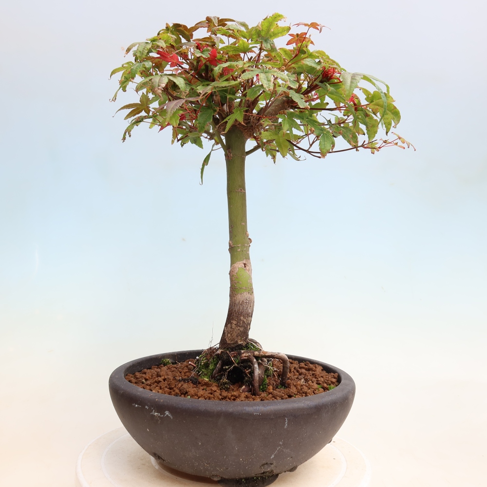 Vonkajší bonsaj - Acer palmatum DESHOJO