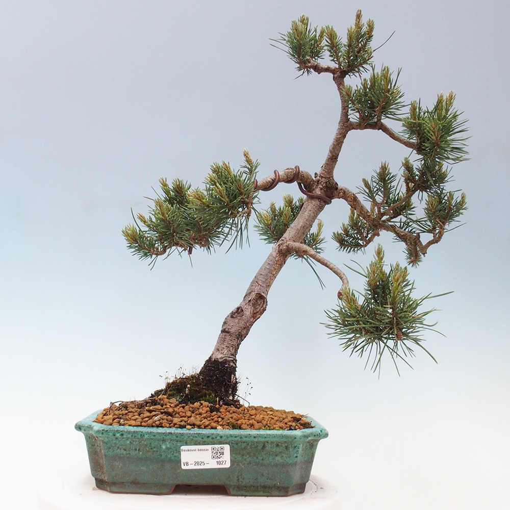 Vonkajšie bonsai - Pinus Sylvestris - Borovica lesná