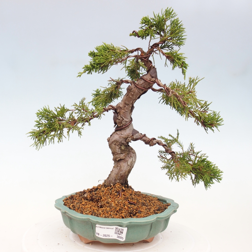 Vonkajší bonsai - Juniperus chinensis Itoigawa -Jalovec čínsky
