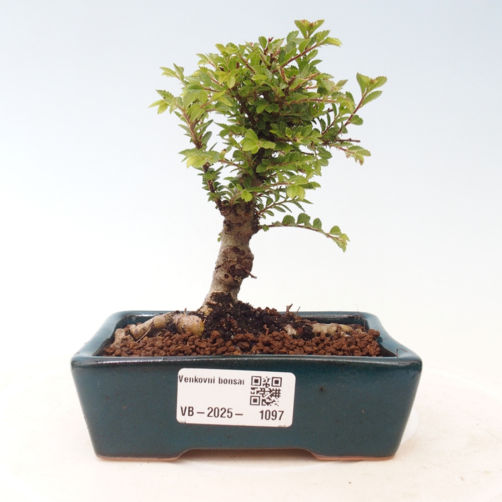 Vonkajší bonsai - Ulmus parvifolia Sagei - Malolistý brest