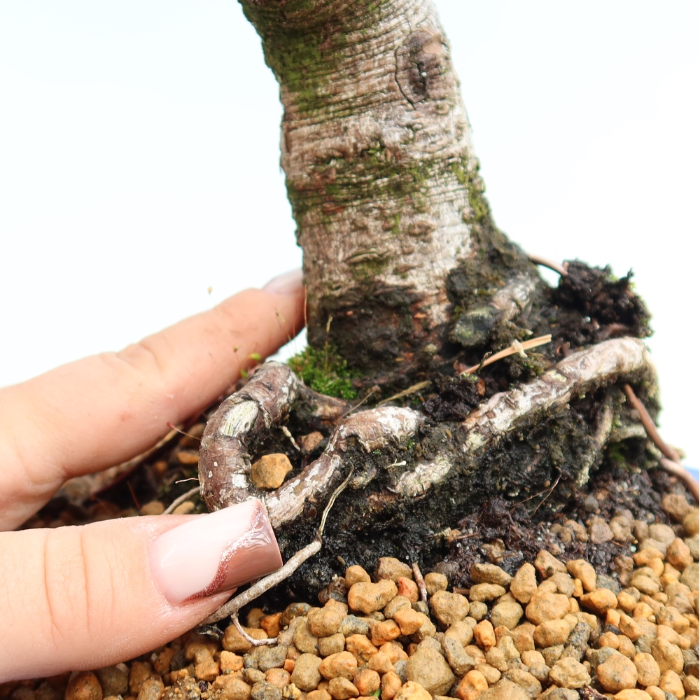 Vonkajšie bonsaje – Pinus mugo Humpy – borovica krivá