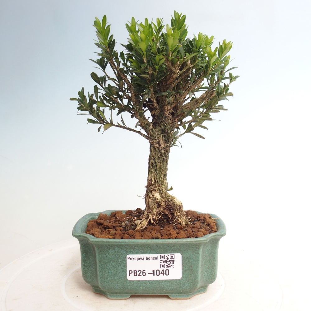 Izbové bonsaje - Buxus harlandii - korkový buxus