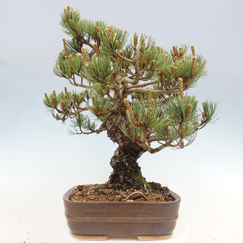 Vonkajšie bonsaje - Pinus parviflora - Pinus parviflora