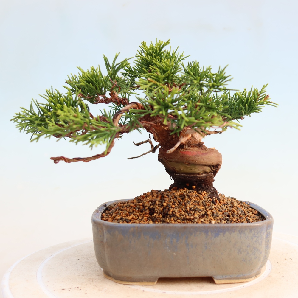 Vonkajší bonsai - Juniperus chinensis Itoigawa -Jalovec čínsky