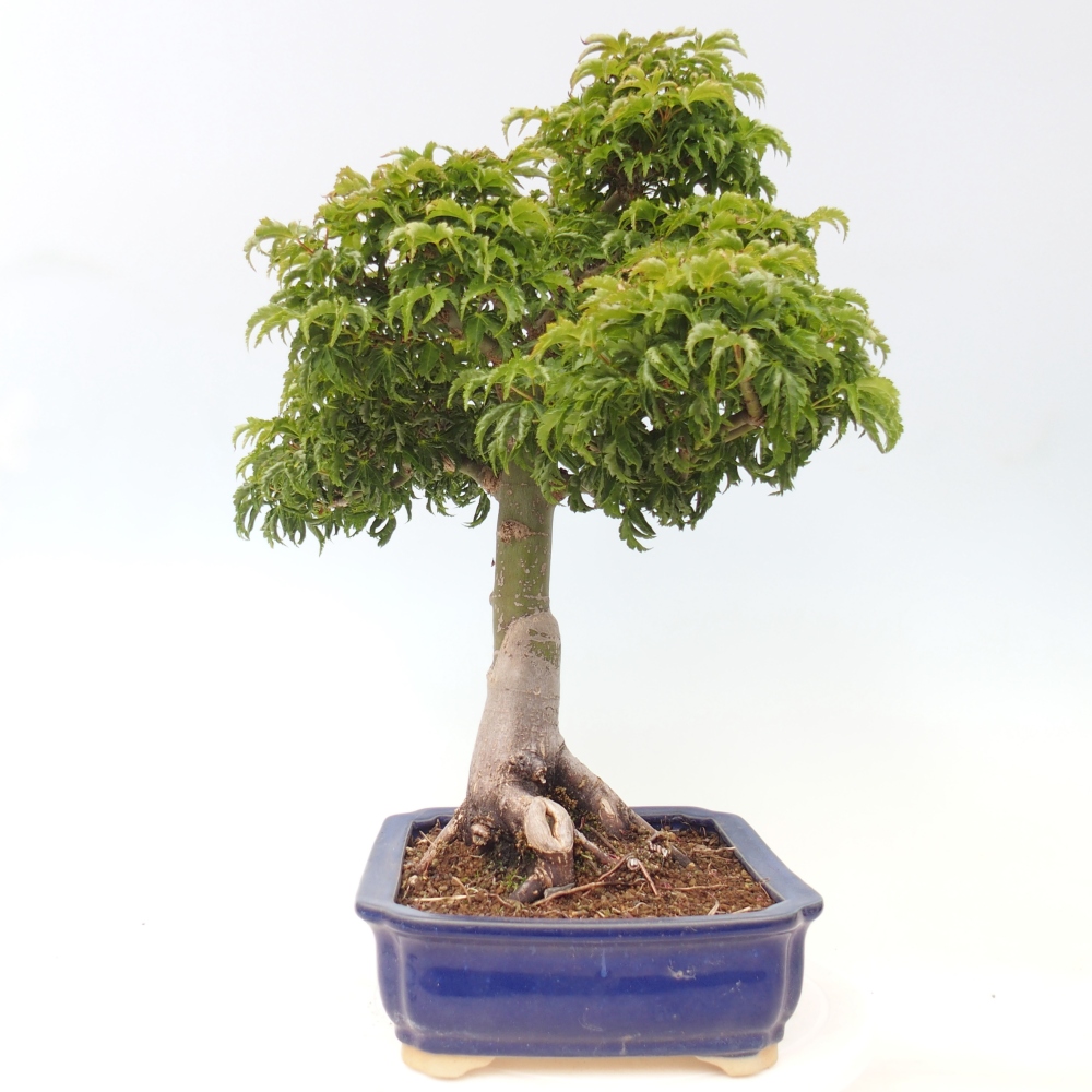 Vonkajšia bonsaj -Javorská palma Acer palmatum Shishigashira