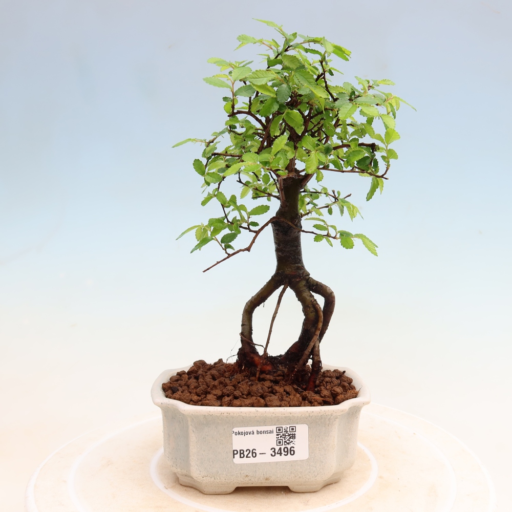 Izbový bonsaj - Ulmus parvifolia - brest malolistý