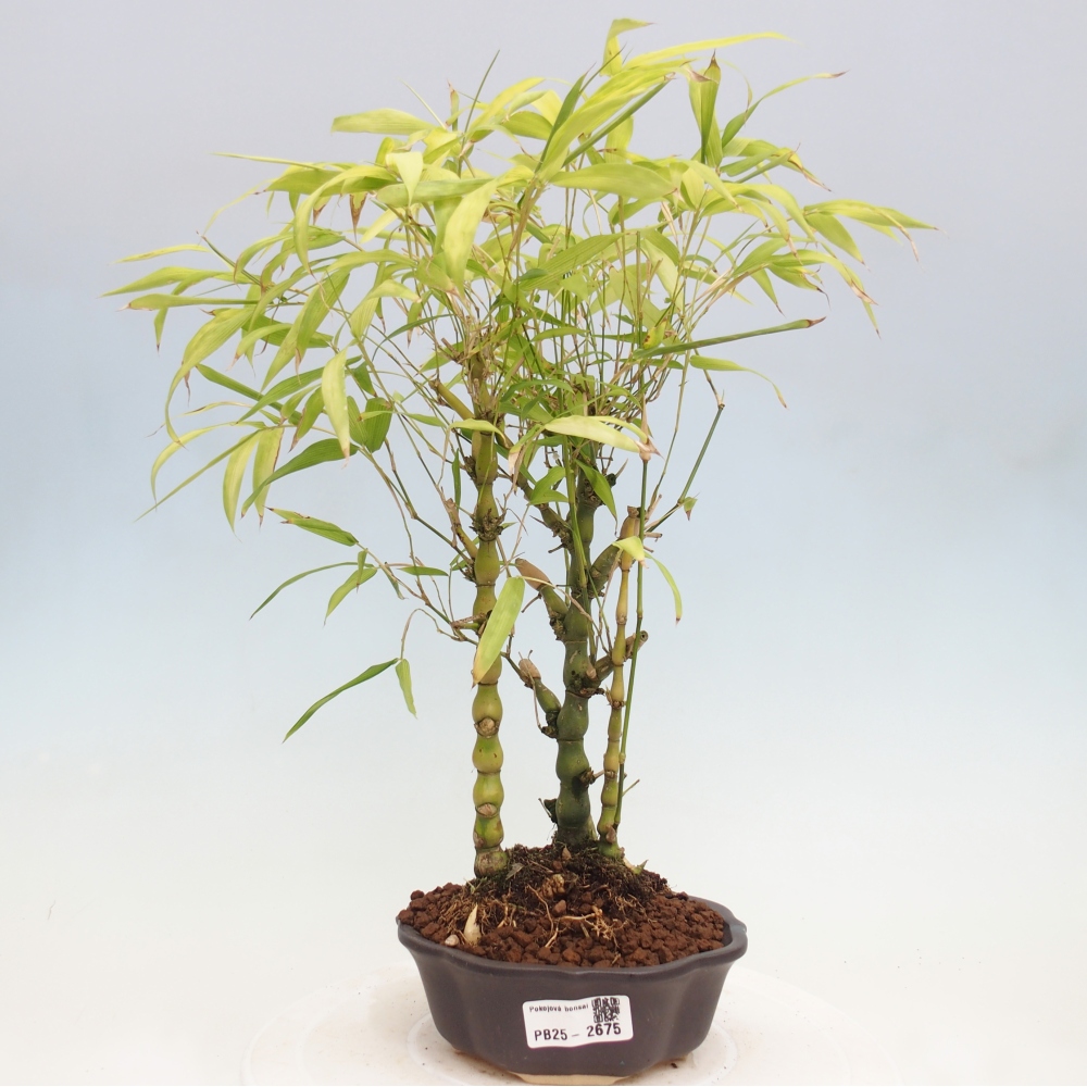 Izbová bonsai - Bambus budha-Bambus budhovo brucho