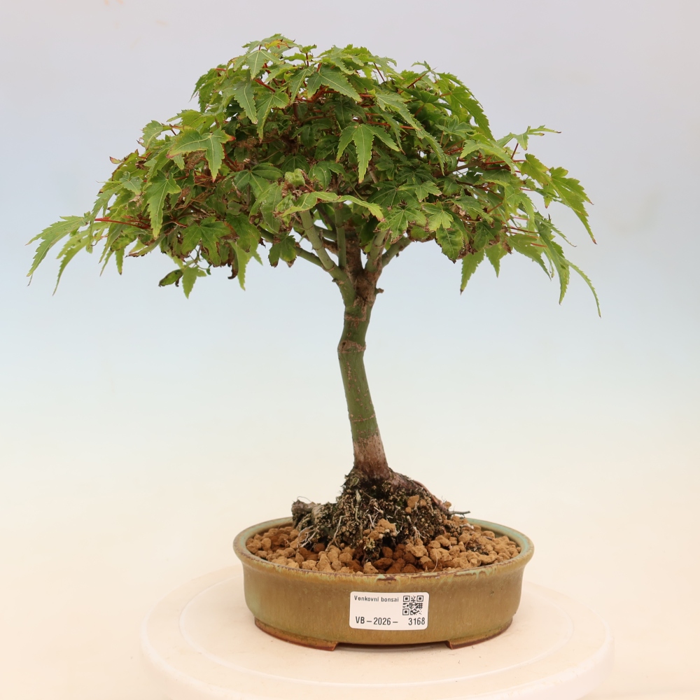 Acer palmatum KIOHIME - Javor palmetový