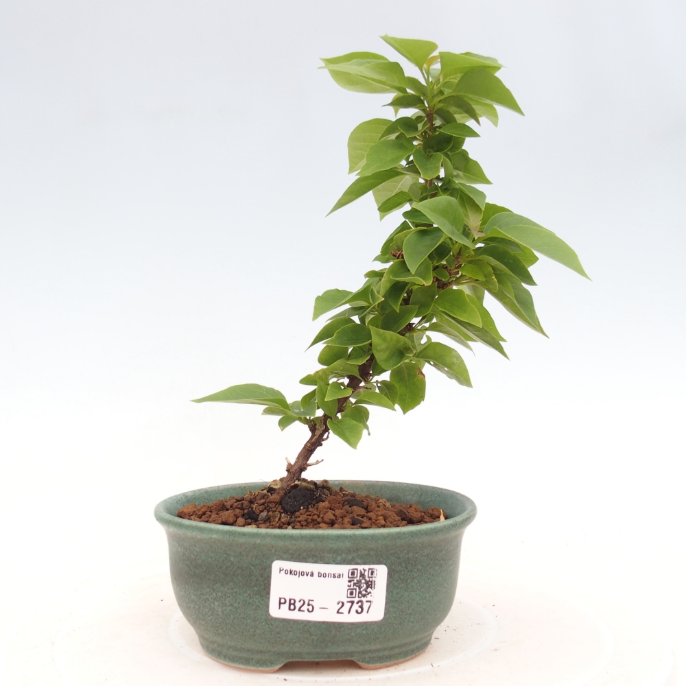 Izbová bonsai - Bouganwilea