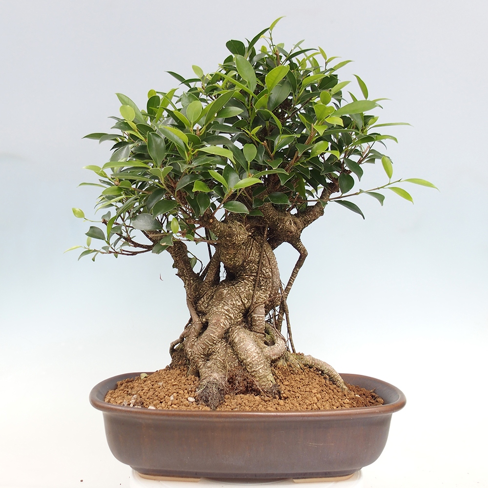 Izbový bonsaj - Ficus kimmen - drobnolistý fikus - len osobný odber alebo preprava na paletách