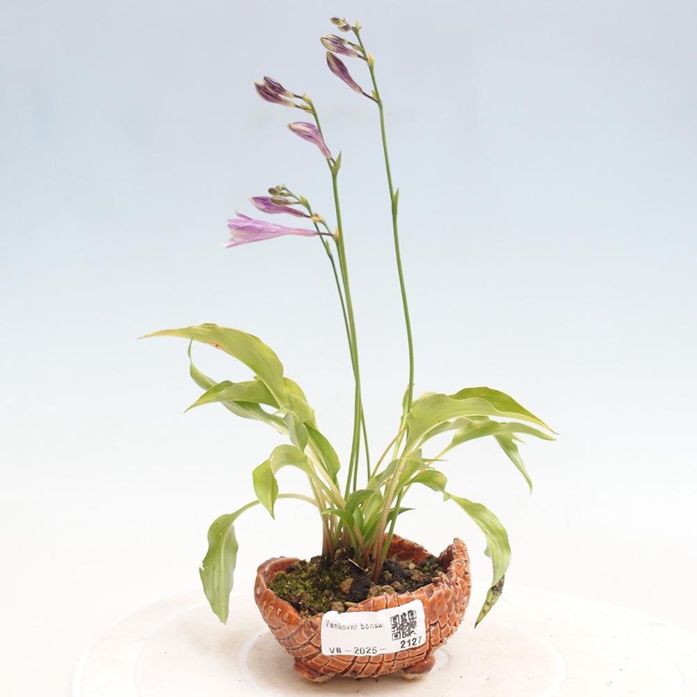 Vonkajšie bonsai - Mini Hosta - Bohyška