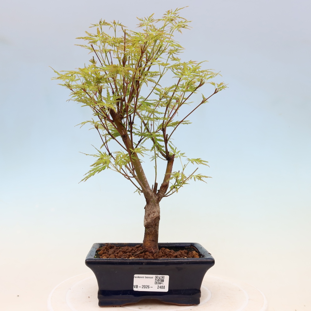 Vonkajšie bonsai - Acer palmatum Dissectum - Javor dlaňolistý 
