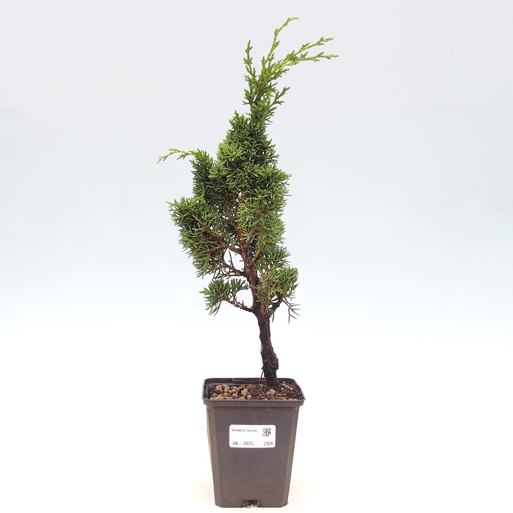 Vonkajšie bonsai - Juniperus chinensis Kishu -Jalovec čínsky