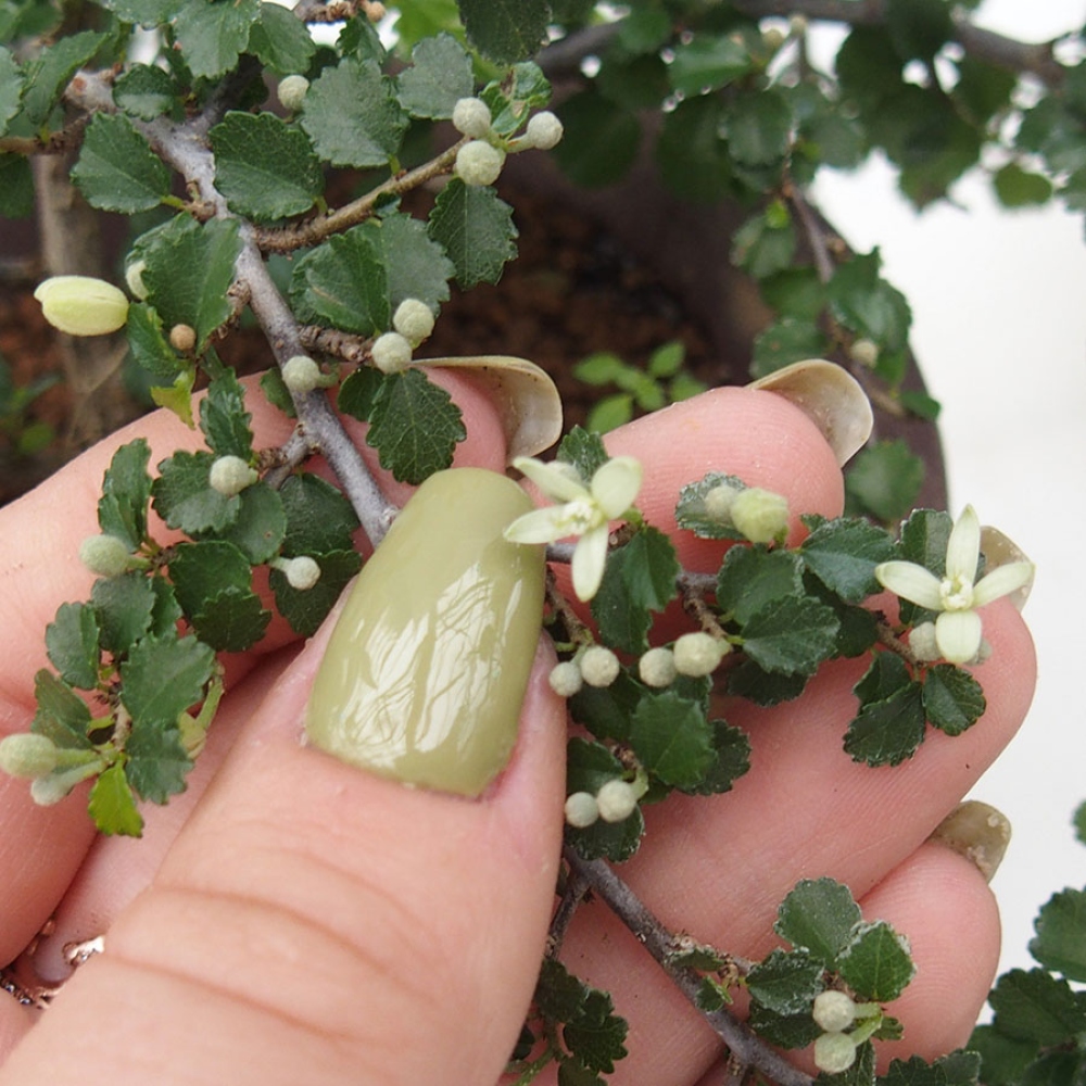 Izbová bonsai - Grewia sp. - Grewie malolistá
