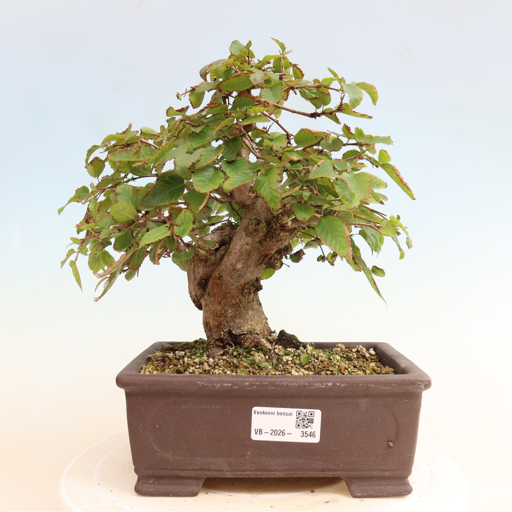 Vonkajšie bonsaje -Carpinus CARPINOIDES - Hrab kórejský