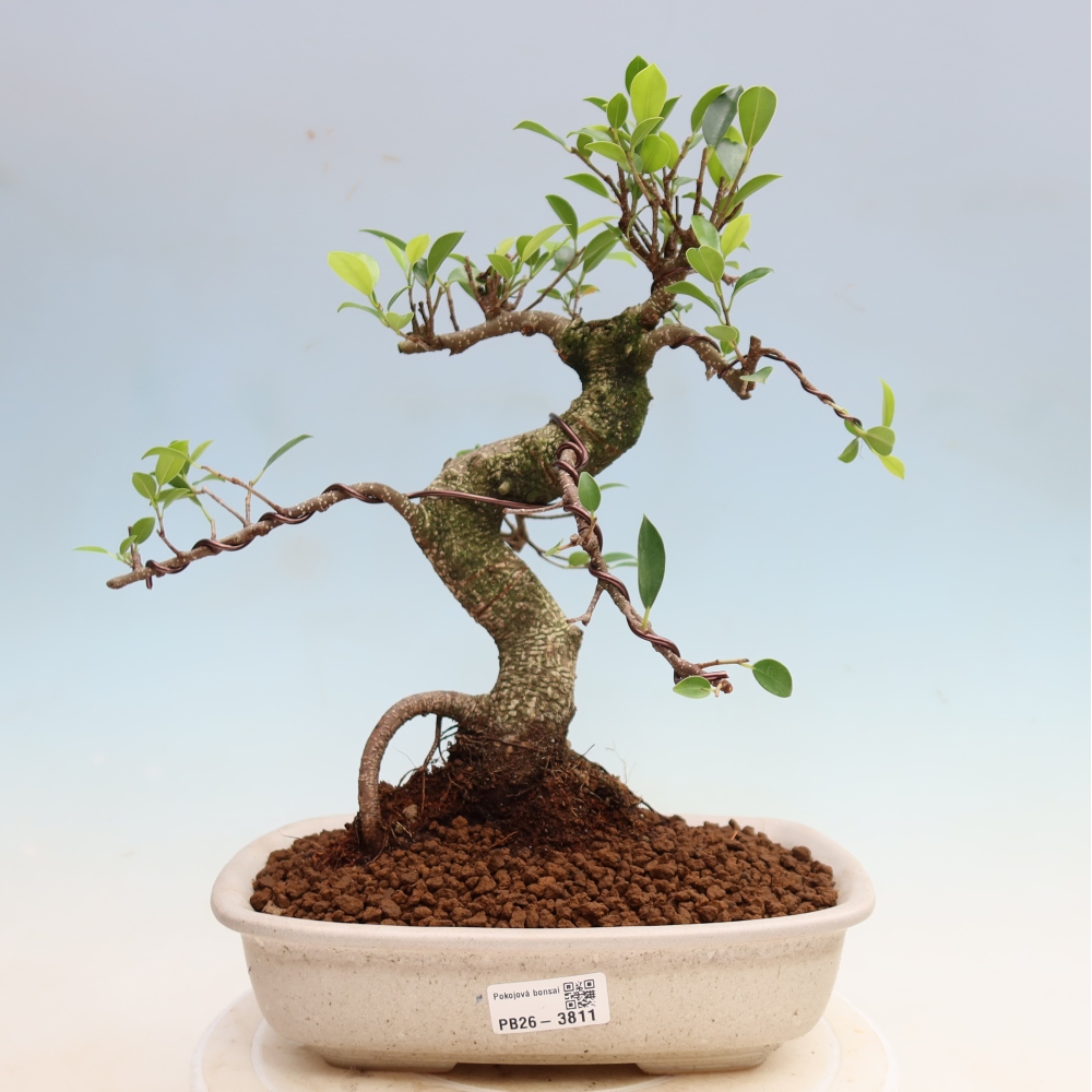 Izbové bonsaje - Ficus kimmen - drobnolistý fikus