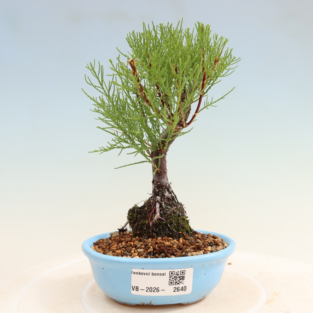 Vonkajšie bonsaje – Tamaryšek – Tamarix