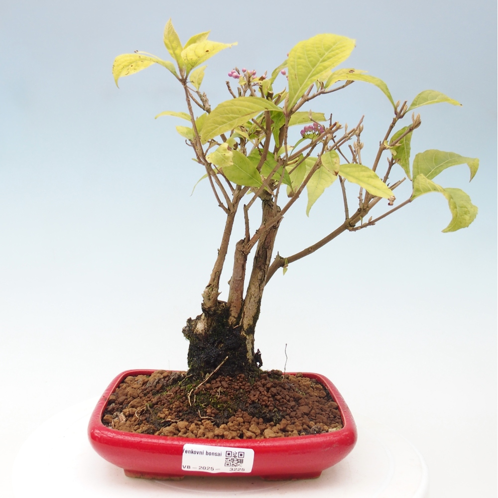 Vonkajšia bonsai - krásnoplodka - Callicarpa jap. Leucocarpa