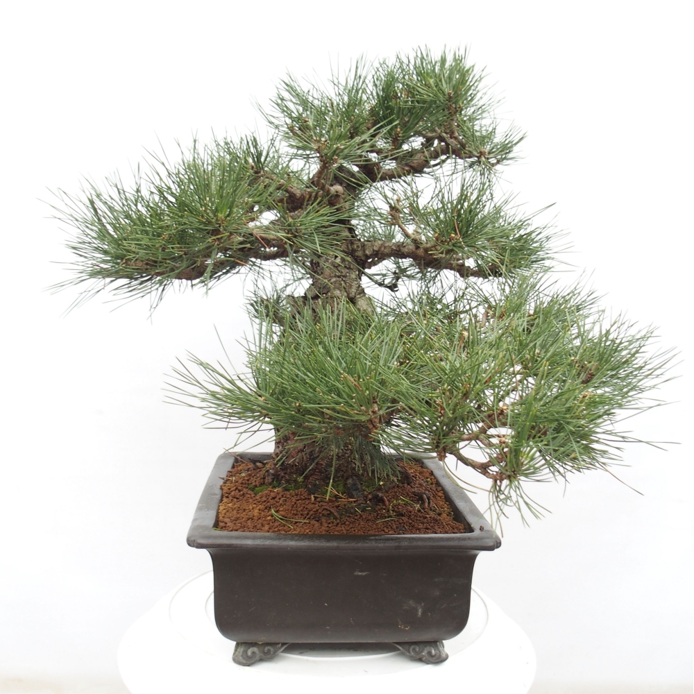 Vonkajšie bonsai - Pinus thunbergii - Borovica thunbergova