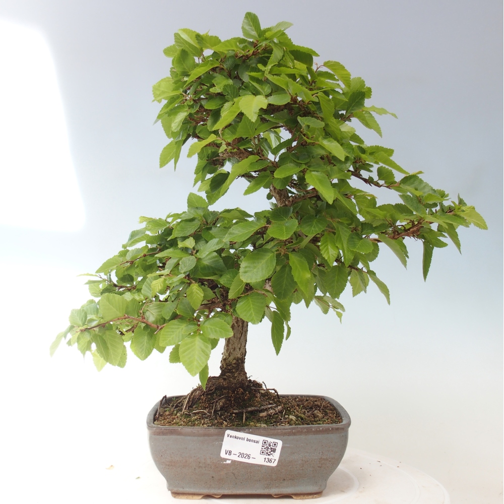Vonkajšie bonsaje -Carpinus CARPINOIDES - Hrab kórejský