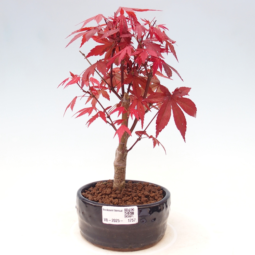 Vonkajší bonsai - Acer palm. Atropurpureum-Javor dlanitolistý